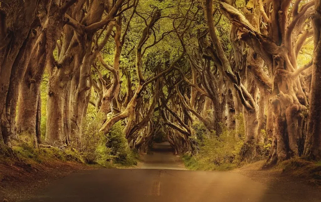 Dark Hedges - Escenario de juego de tronos