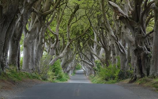 Juego de Tronos: The Dark Hedges