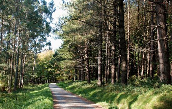Juego de Tronos: Bosque de Tollymore