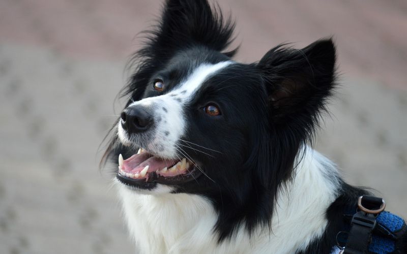 Guía Para Viajar Con Un Perro En Autobús