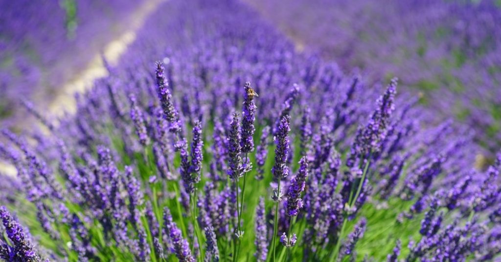 Lavanda