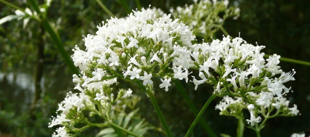 Valeriana Herbolario