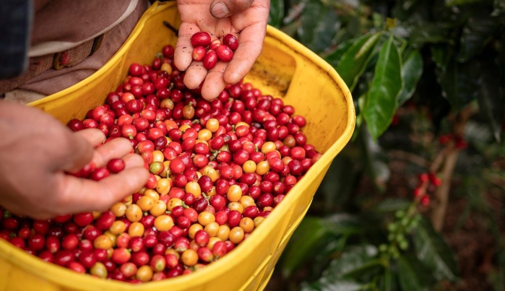 El Café En Colombia