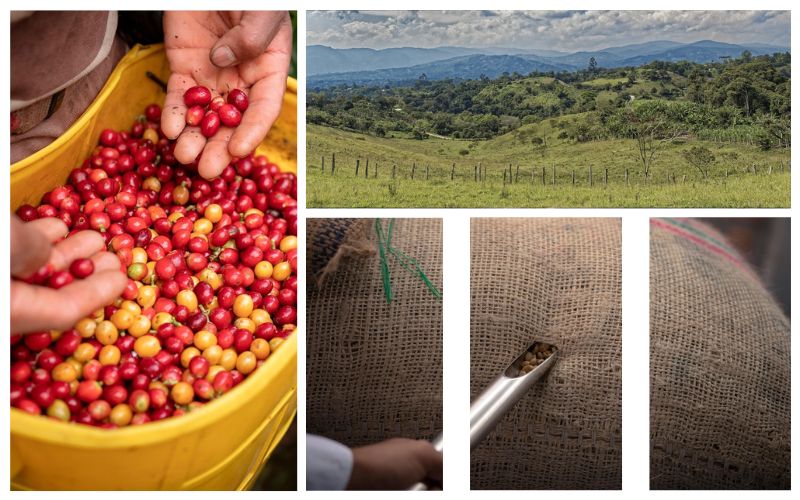 Ruta Por Los Cafetales Del Huila En Colombia